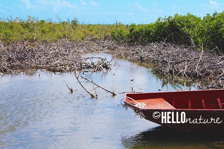 Red Boat