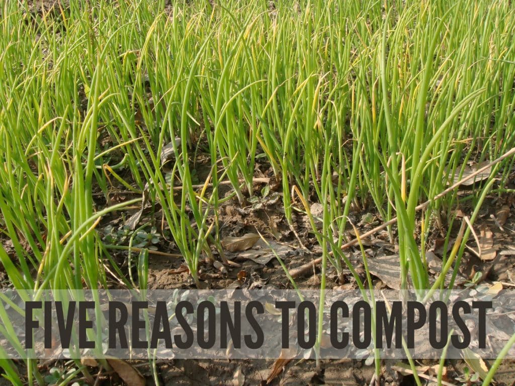 5 Reasons To Compost