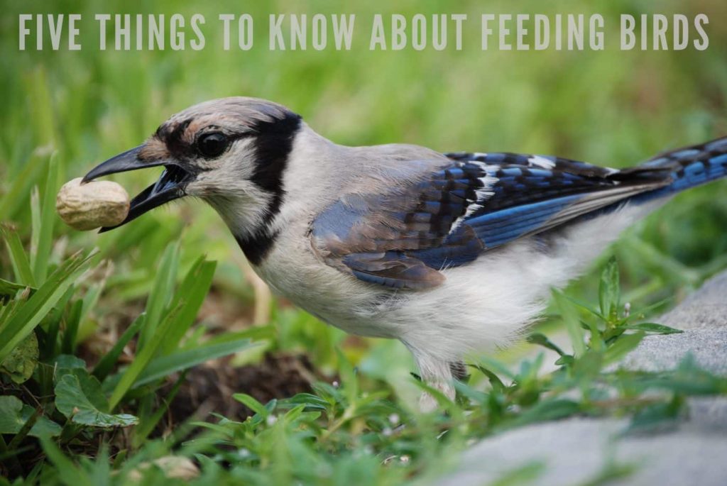 Five Things To Know About Feeding Birds