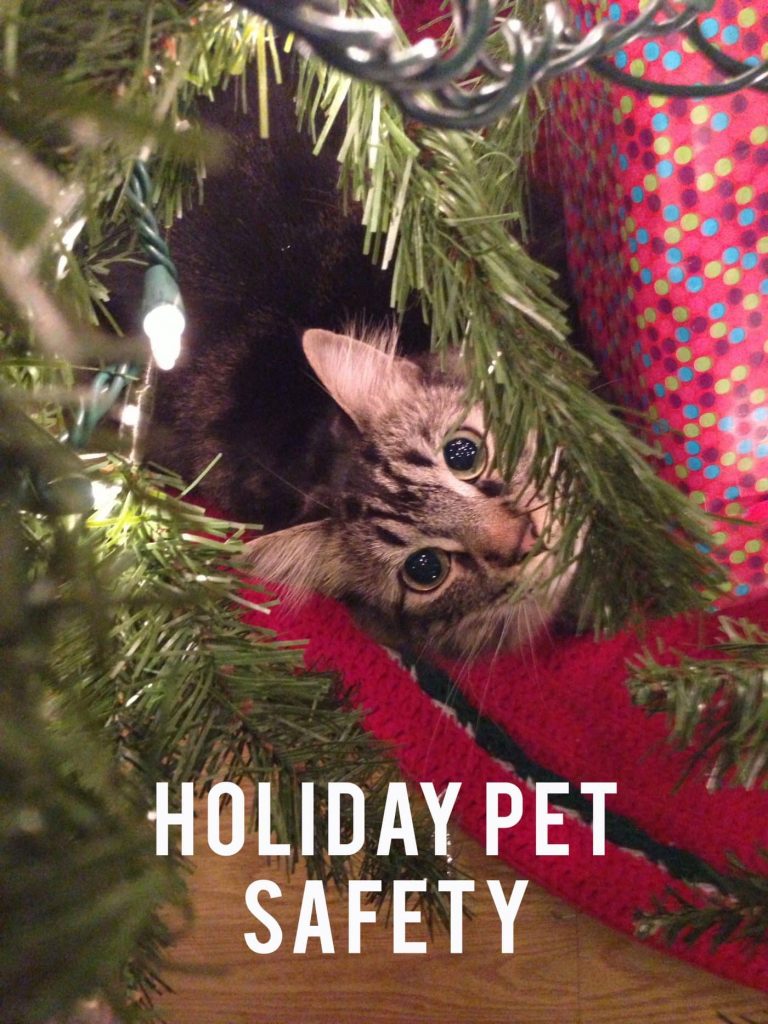 Holiday Pet Safety