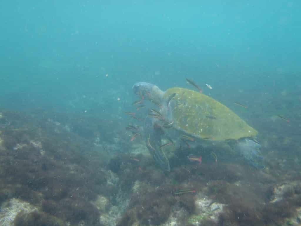 Galapagos Island Sea Turtle