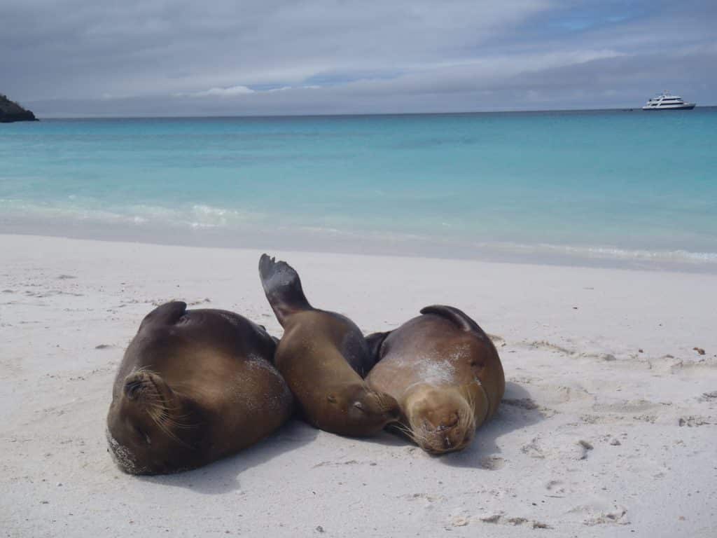 Galapagos Islands Sea Lions