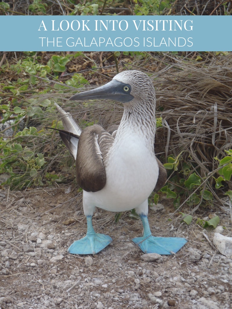 Visit The Galapagos Islands