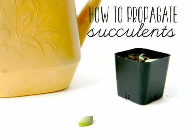 How to Propagate Succulents