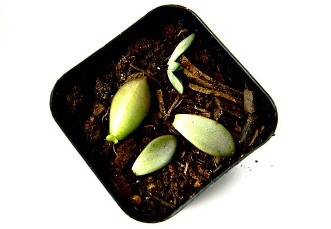 A quick and easy guide on how to propagate succulents. It'll help even those with the blackest of thumbs regrow succulents from the leaves of other succulents. You'll be surrounded in these cute little plants in no time!