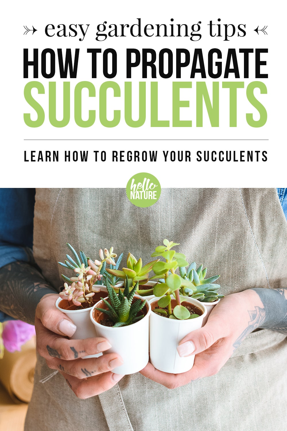 A quick and easy guide on how to propagate succulents. It'll help even those with the blackest of thumbs regrow succulents from the leaves of other succulents. You'll be surrounded in these cute little plants in no time! #Succulents #SucculentCare #Gardening