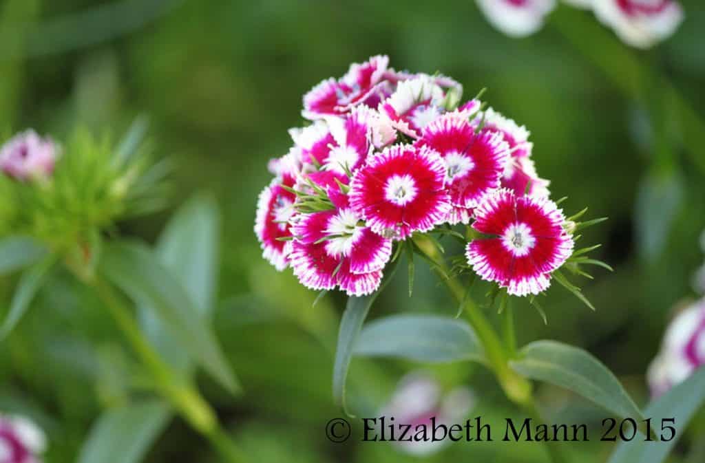 How to Attract Butterflies - dianthus