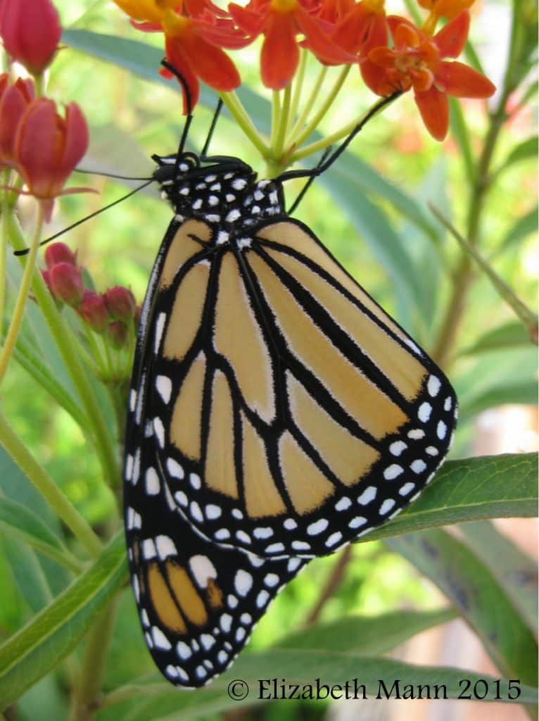 Monarch on host plant Milkweed