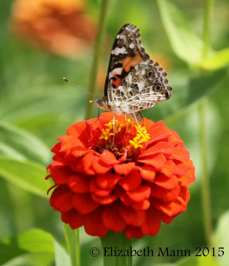 How to Attract Butterflies - Painted Lady on zinnia