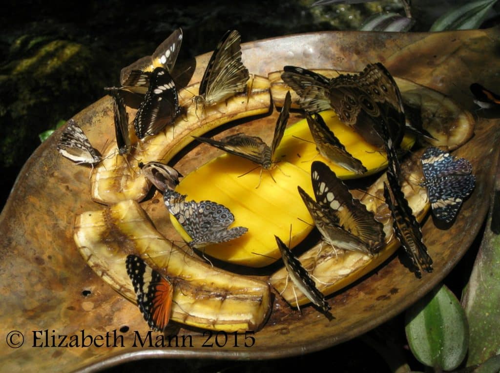 How to Attract Butterflies - Tropical butterflies getting a treat