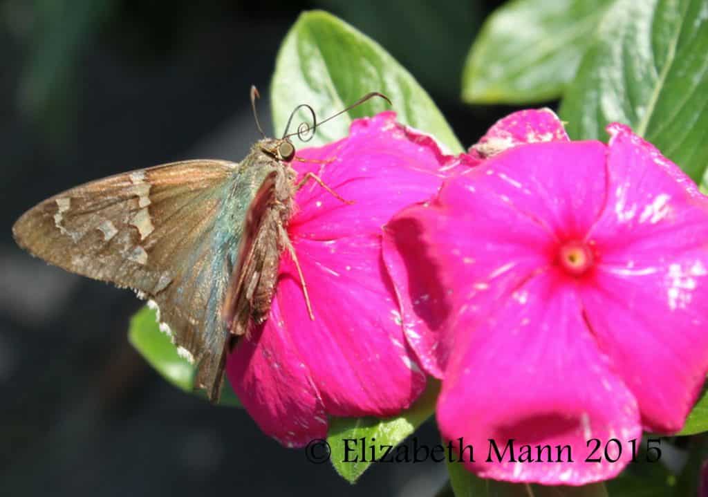 How to Attract Butterflies - Long-tailed Skipper