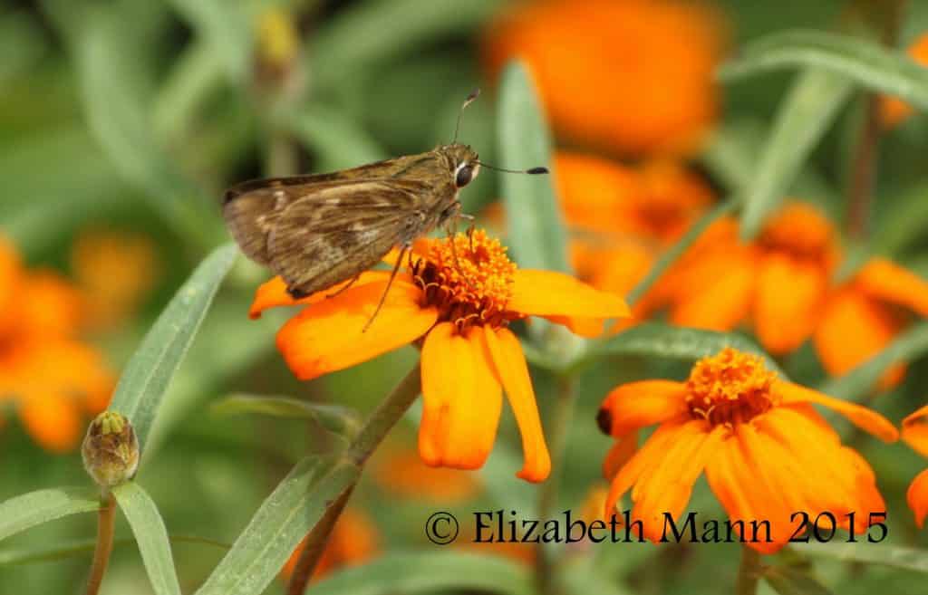 How to Attract Butterflies - Skipper enjoying marigolds