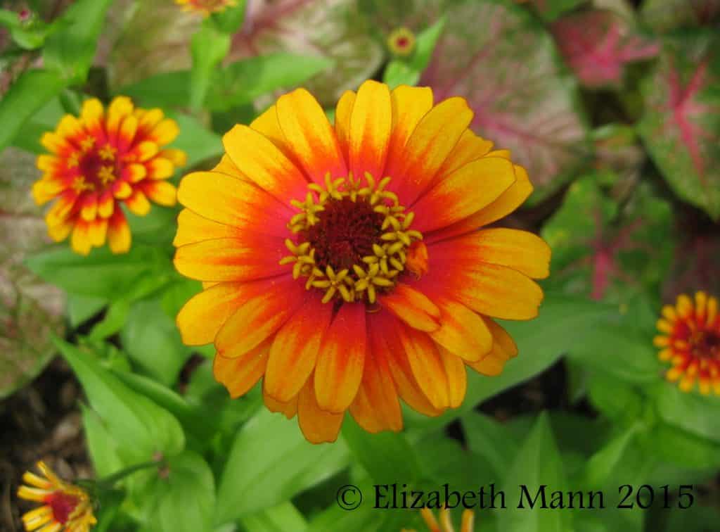 How to Attract Butterflies - Zinnias come in a variety of colors.