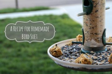 homemade bird suet recipe