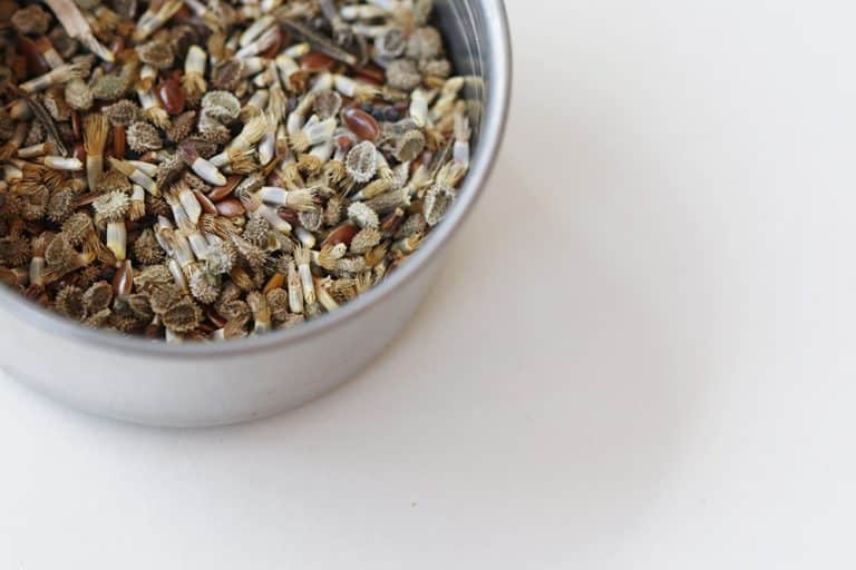 DIY Seed Bombs Recipe An Easy Garden Hack Bird's Eye Meeple