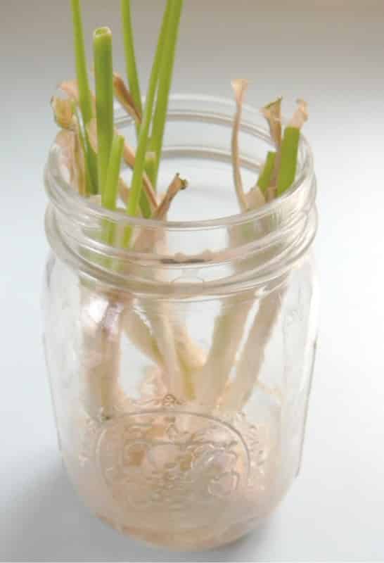 How to Regrow Fresh Produce