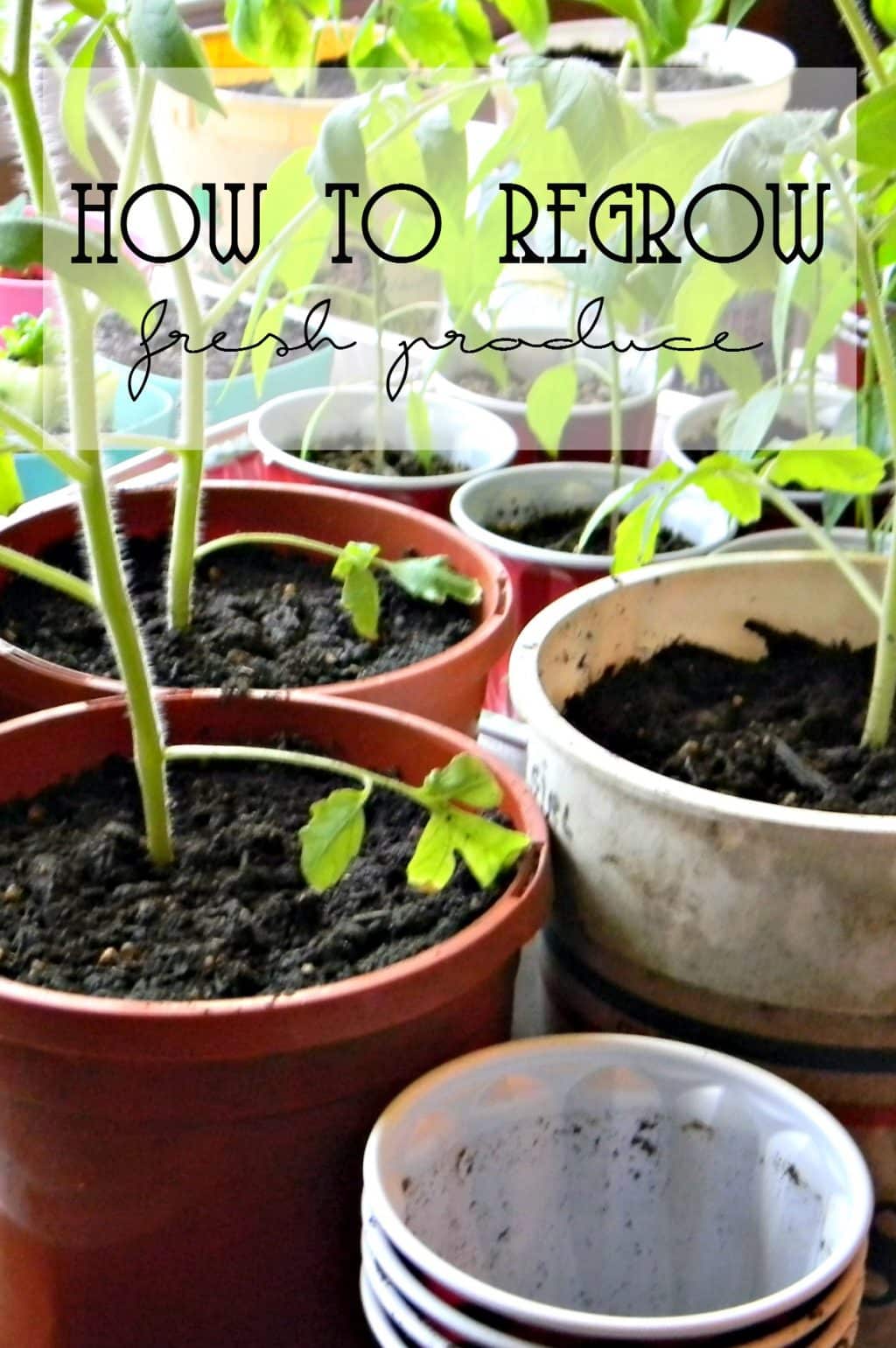 How To Regrow Fresh Produce