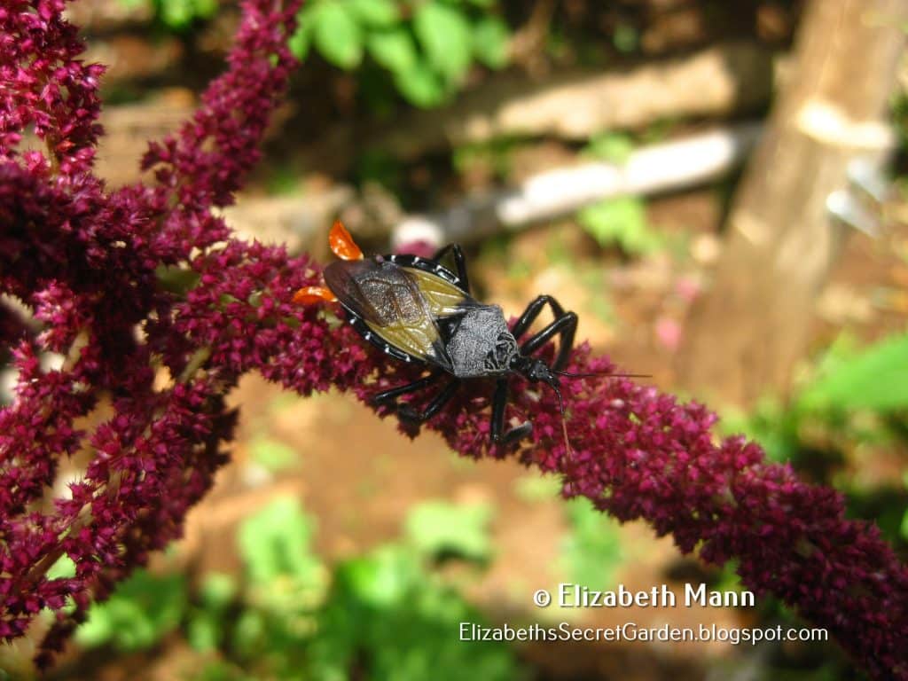 Sustainable Living in Costa Rica