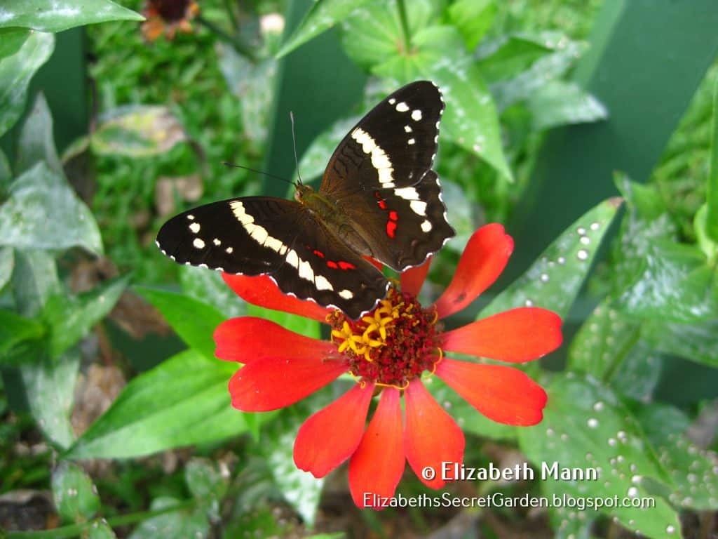 Banded Peacock butterfly