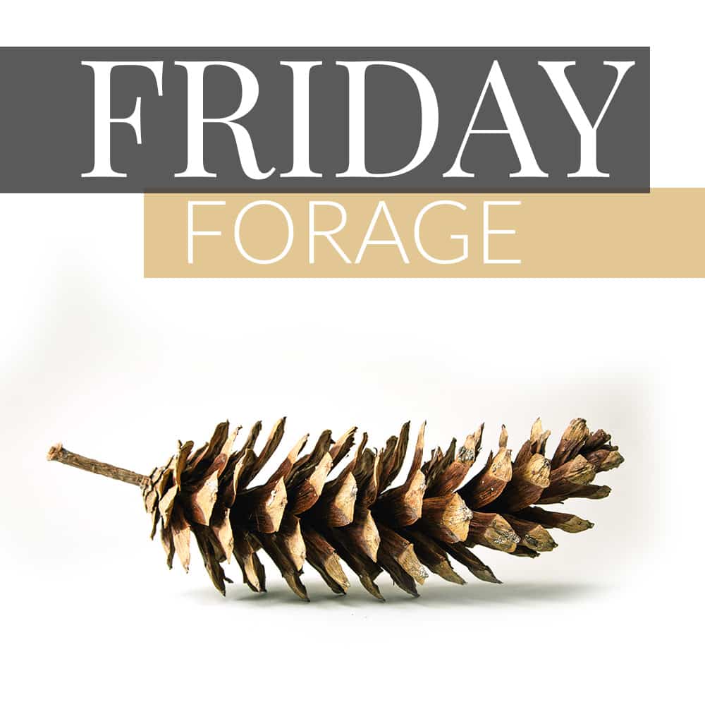 Friday Forage