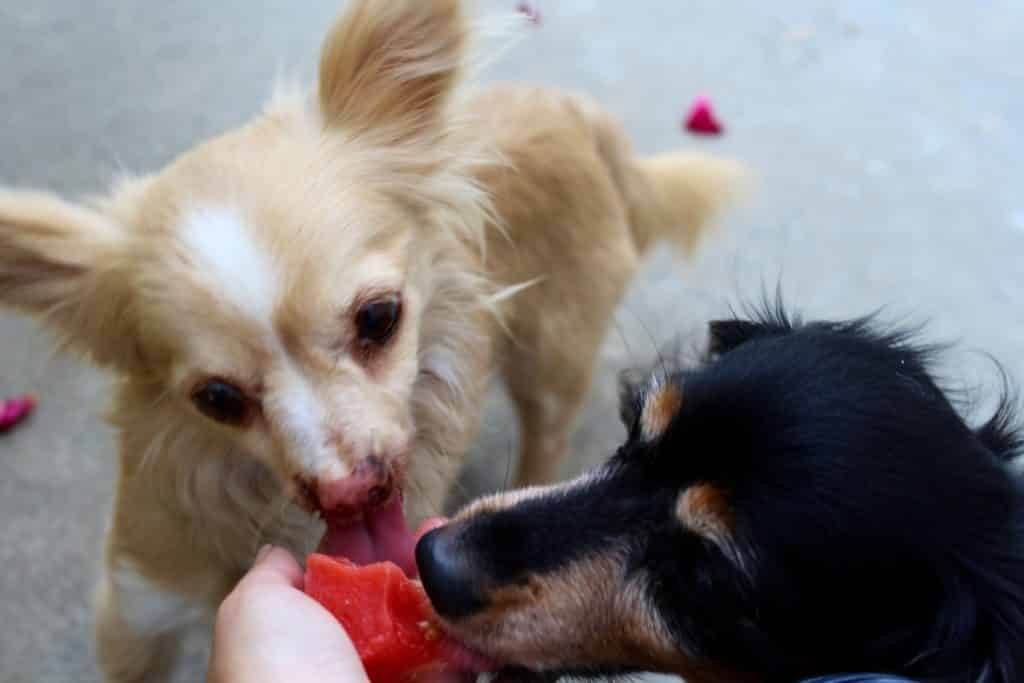 Easy Tomato Ice Cube Treat for Dogs