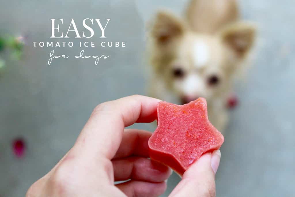 Easy Tomato Ice Cube Treat for Dogs - Bird's Eye Meeple