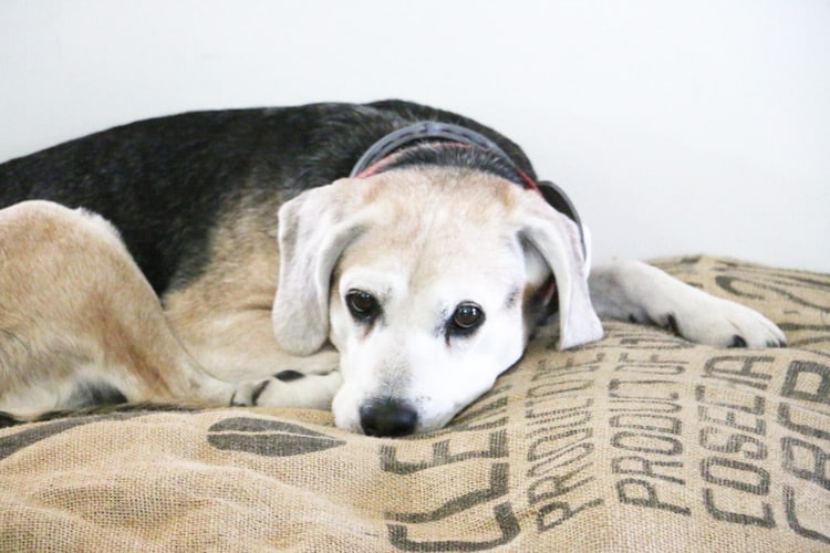 This Easy No Sew Burlap Sack Dog Bed is a quick project that's perfect for any pet lover! It's the perfect way to epicycle old t-shirts and blankets, too!