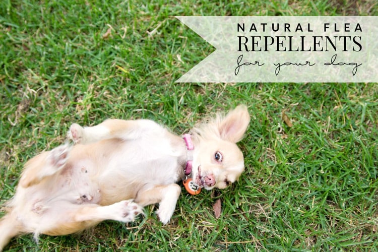 Keep your dogs free of fleas with these natural flea repellents for dogs! Apple cider vinegar, garlic and more can do wonders for your furry friends!
