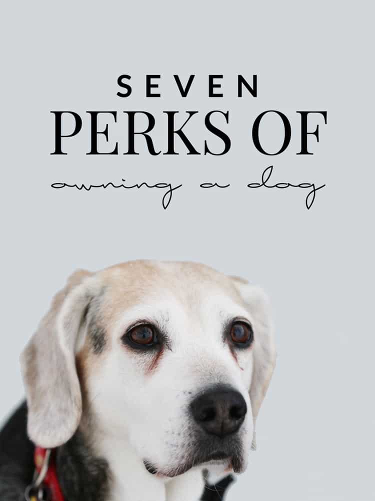 Seven perks of owning a dog - a hilarious look at the perks of pet ownership!