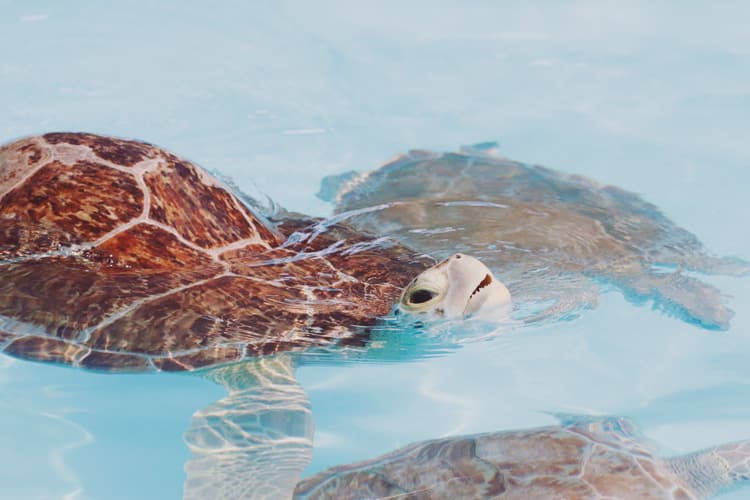 The Marathon Turtle Hospital is a must-visit location in the Florida Keys! Tour their facility to meet/feed turtles and learn how to help them in the wild!