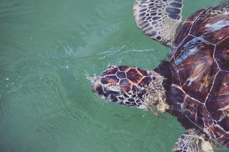 The Marathon Turtle Hospital is a must-visit location in the Florida Keys! Tour their facility to meet/feed turtles and learn how to help them in the wild!