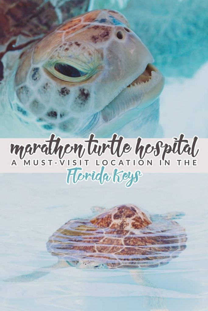 The Marathon Turtle Hospital is a must-visit location in the Florida Keys! Tour their facility to meet/feed turtles and learn how to help them in the wild!