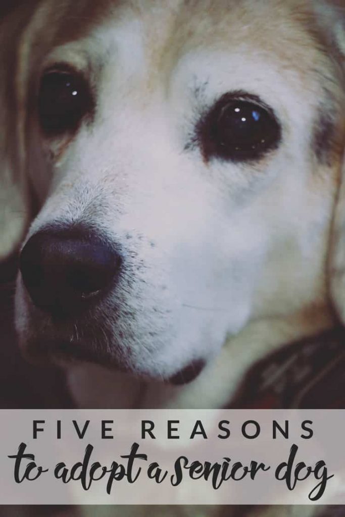 Five-Reasons-to-Adopt-a-Senior-Dog