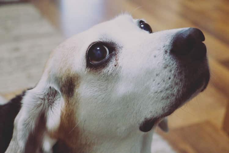 Reasons-to-Adopt-a-Senior-Dog