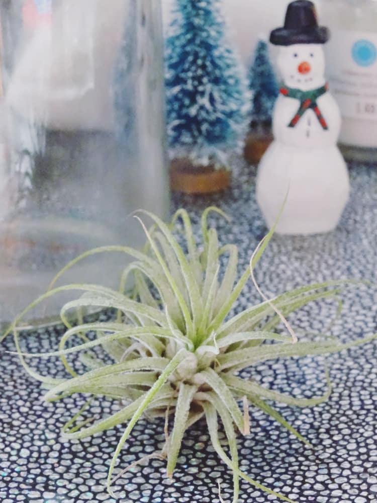 Need some new decor for Winter? This winter wonderland air plant terrarium is perfect for those with or without a green thumb!