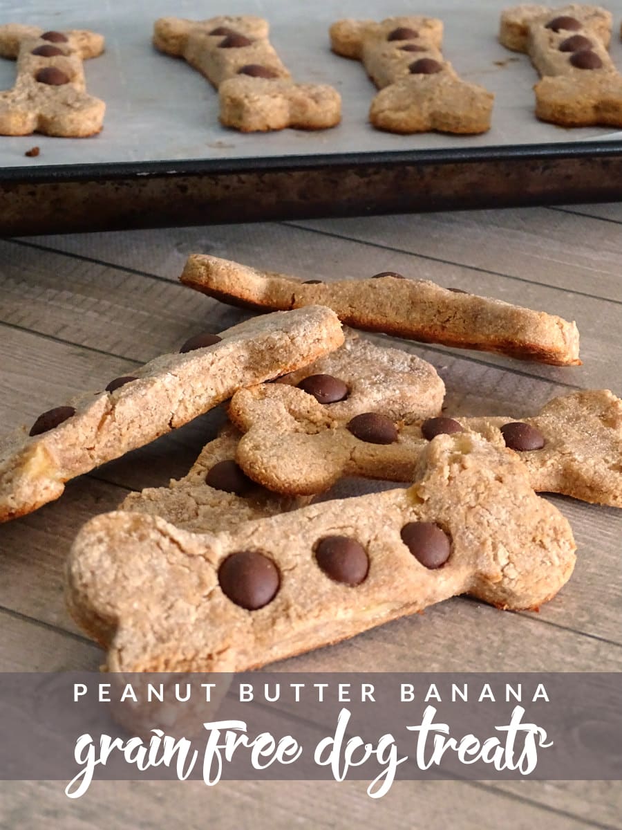 Need a new treat for your pup? Try these four ingredient peanut butter banana grain free dog treats! 