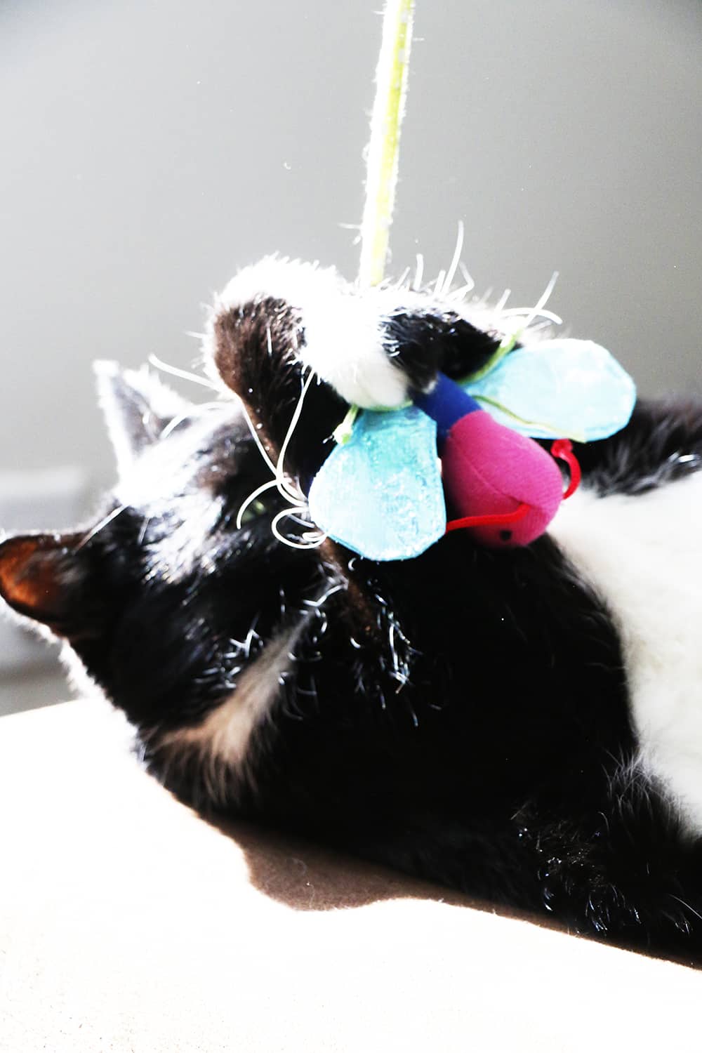 Cosmo with Hartz Cat Toy