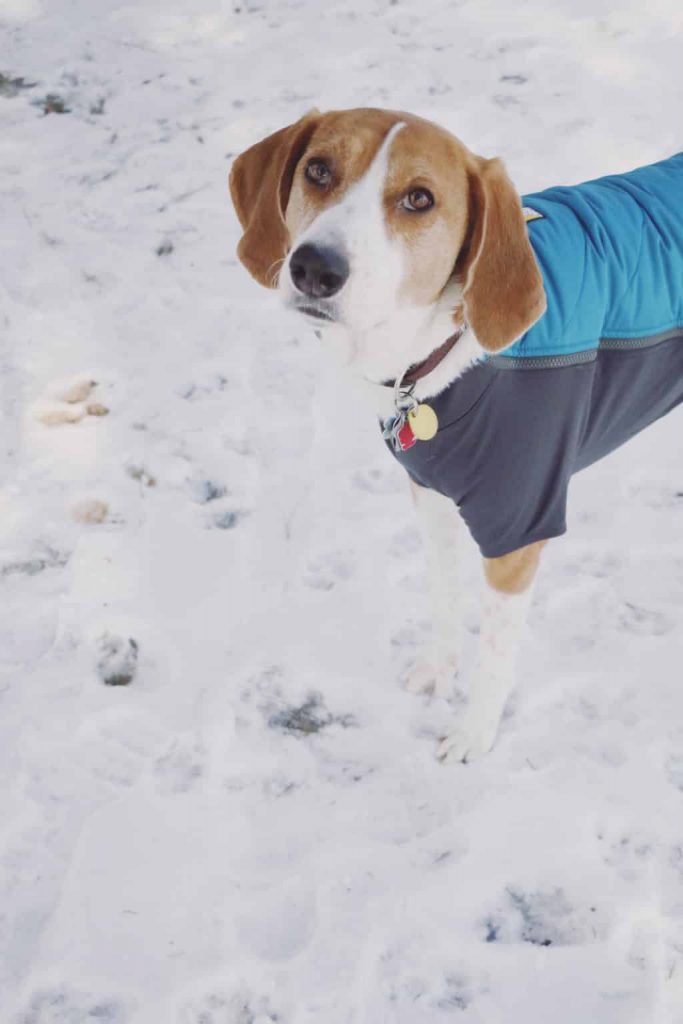 Powder Hound Insulated Dog Jacket