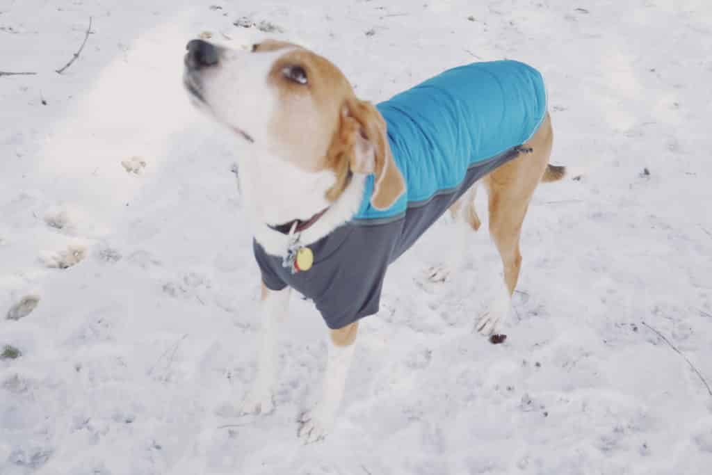 Ruffwear powder hound winter on sale jacket