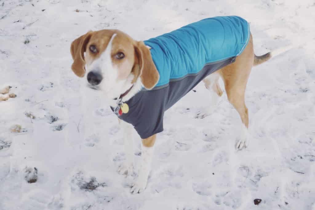 Powder Hound Insulated Dog Jacket by Ruffwear