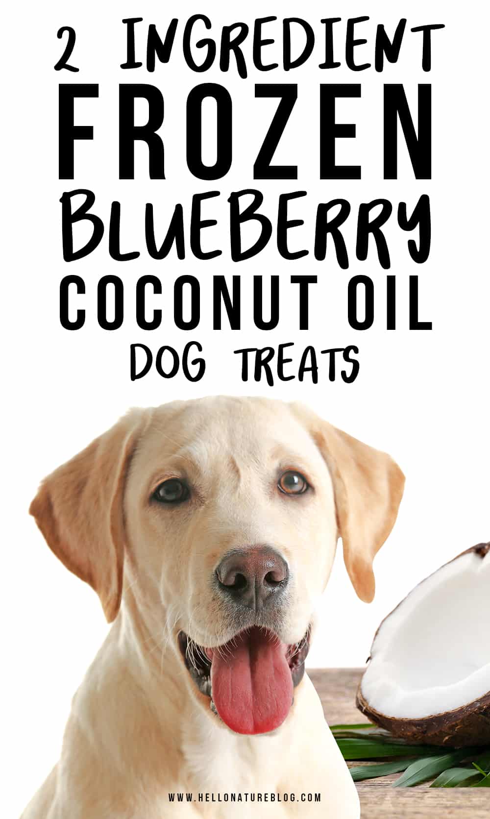 Frozen Blueberry Coconut Oil Dog Treats – Bird's Eye Meeple