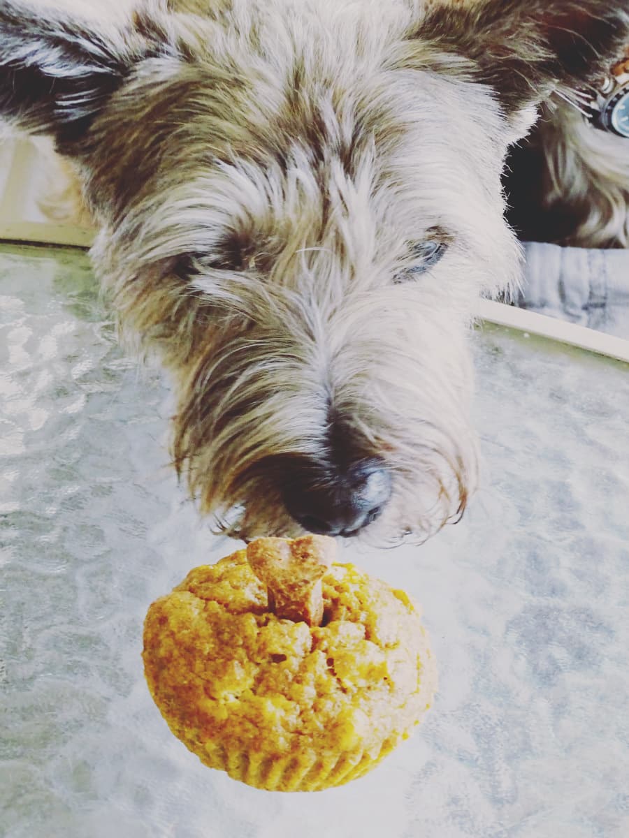 Looking for a fun way to celebrate your pup's next major milestone? Treat them to an easy to make pupcake that your dog is sure to enjoy!