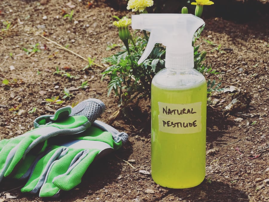 Rid your garden of unwanted pests in a natural way with this easy to make Herb and Essential Oil Pesticide DIY so you can enjoy your fresh veggies!