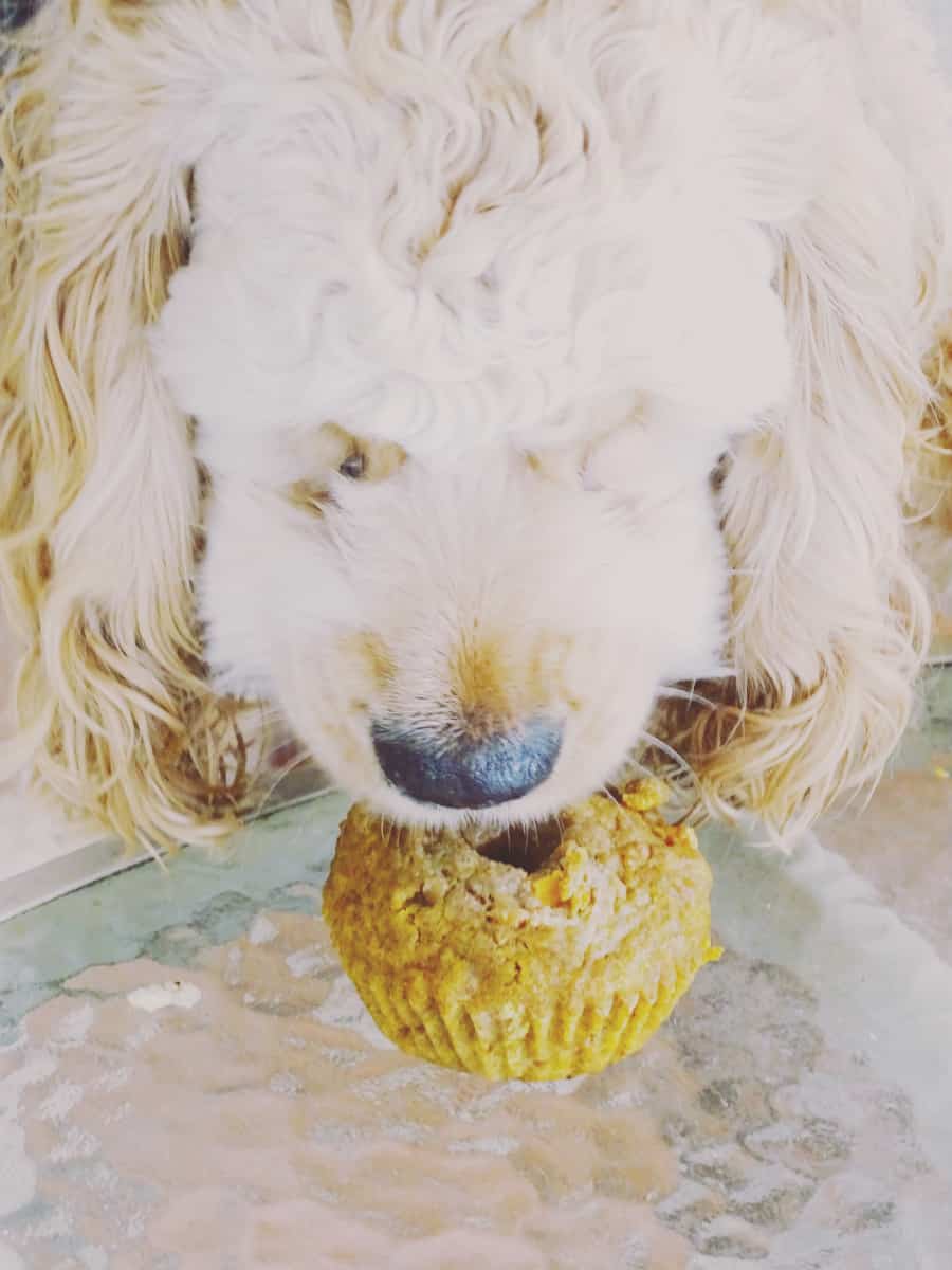 Looking for a fun way to celebrate your pup's next major milestone? Treat them to an easy to make pupcake that your dog is sure to enjoy!