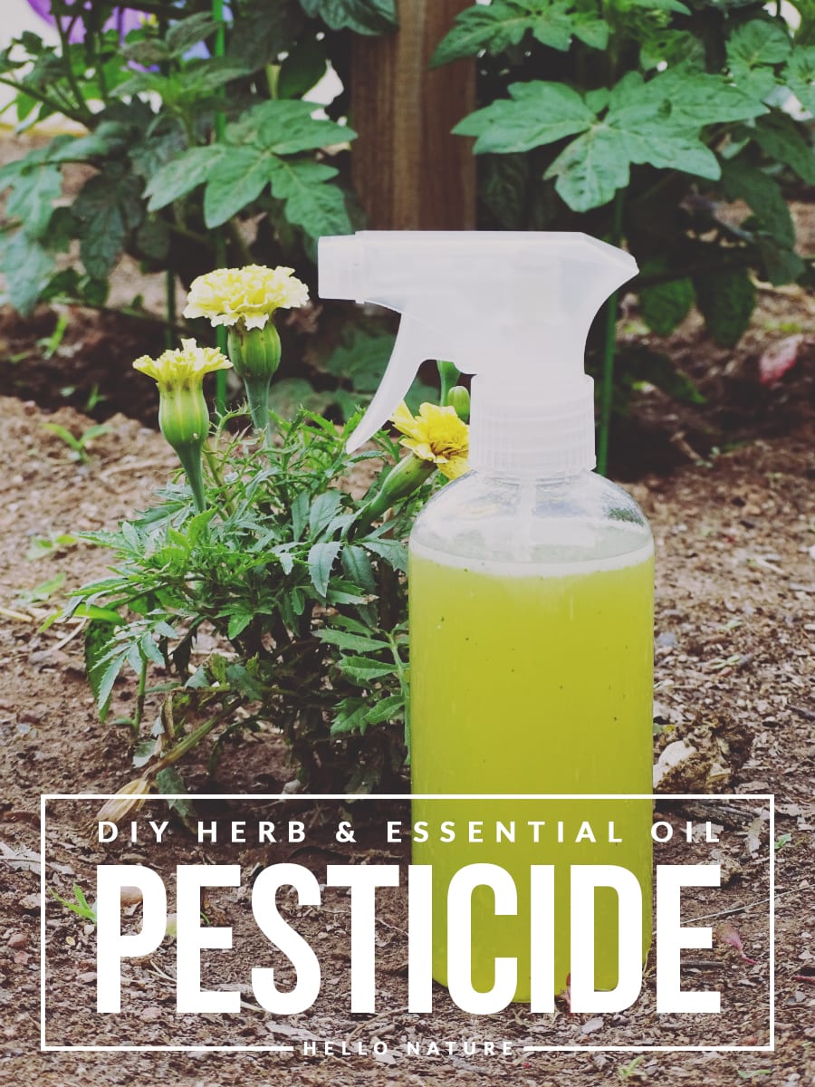 Natural Plant Spray for Indoor & Outdoor Plants - Recipes with Essential  Oils