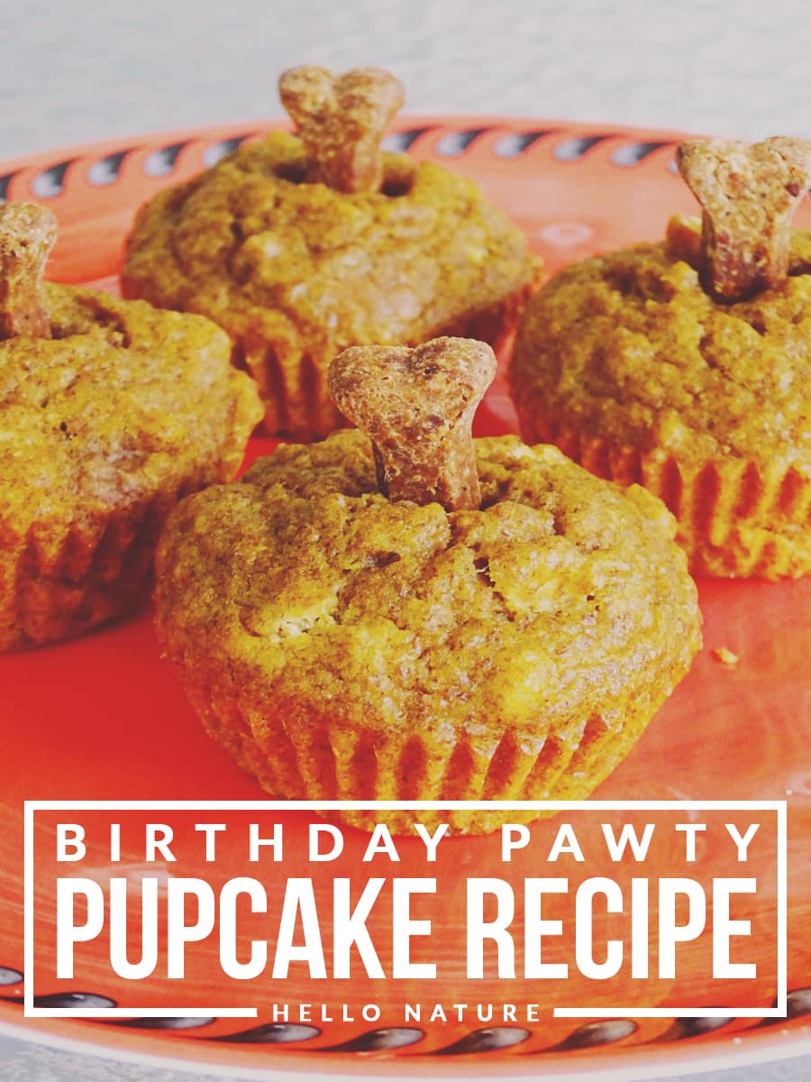 Birthday pupcakes discount