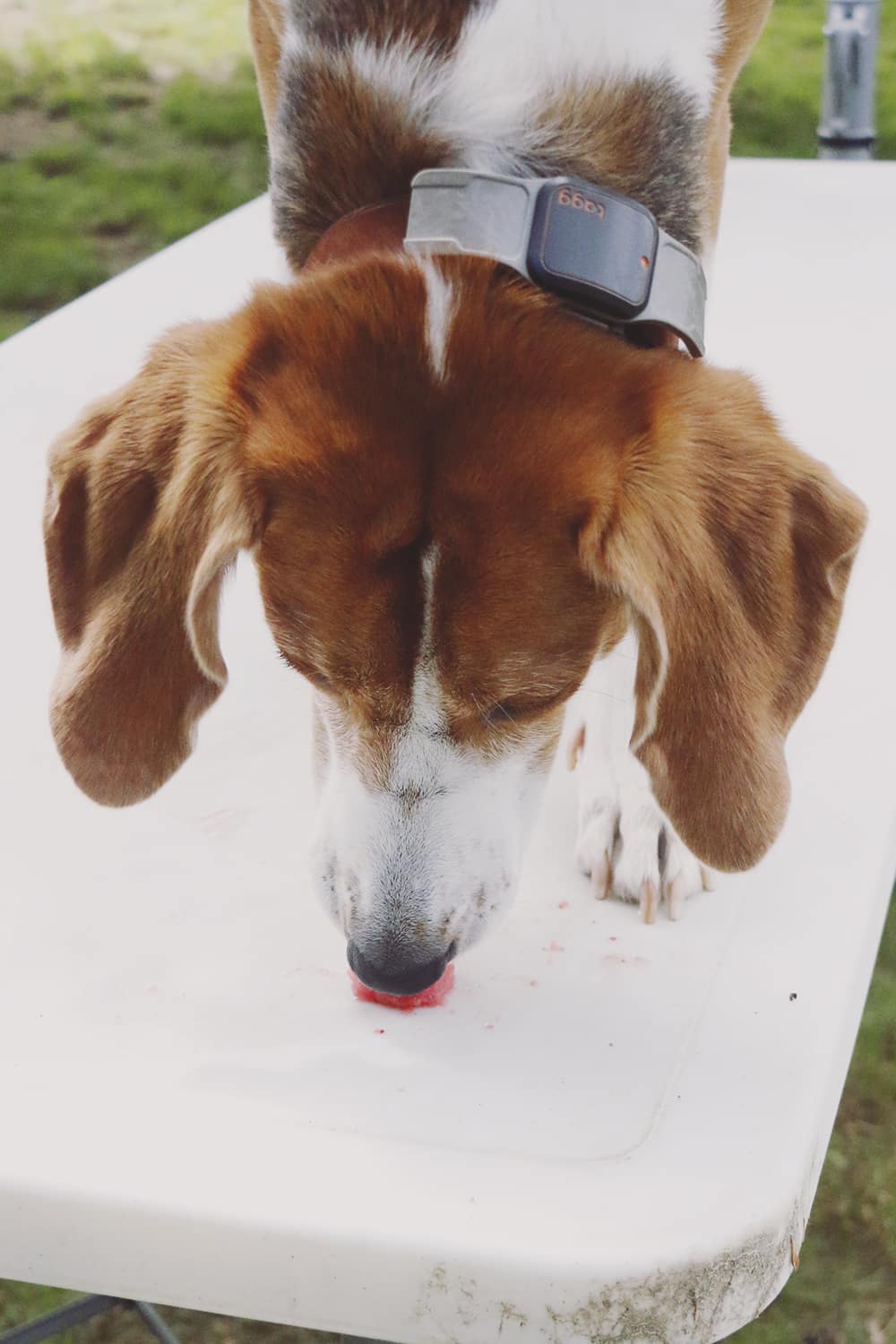 Help your pup cool down this Summer with these easy to make Strawberry Cucumber Melon Dog Treats! Your pup is sure to love this frozen treat!