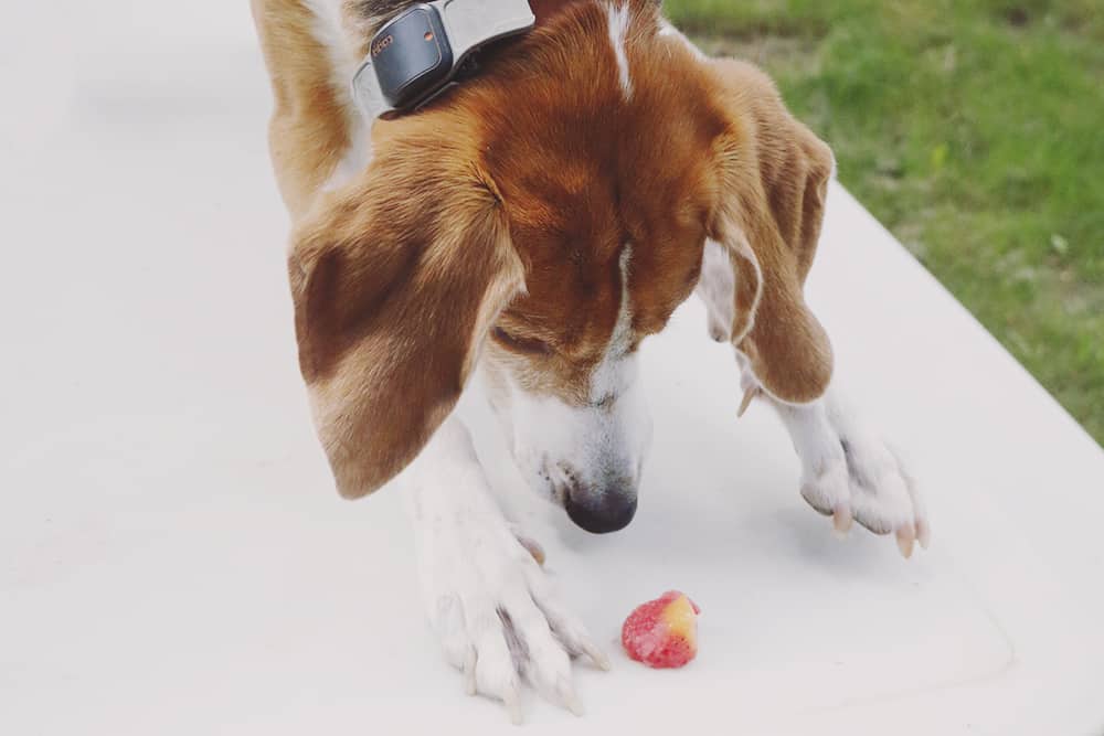 Help your pup cool down this Summer with these easy to make Strawberry Cucumber Melon Dog Treats! Your pup is sure to love this frozen treat!