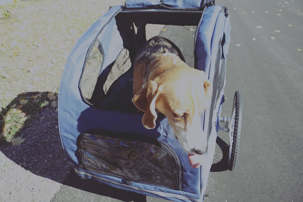 My review of the Solvit HoundAbout™ Pet Bicycle Trailer and how we're staying active with our dog.