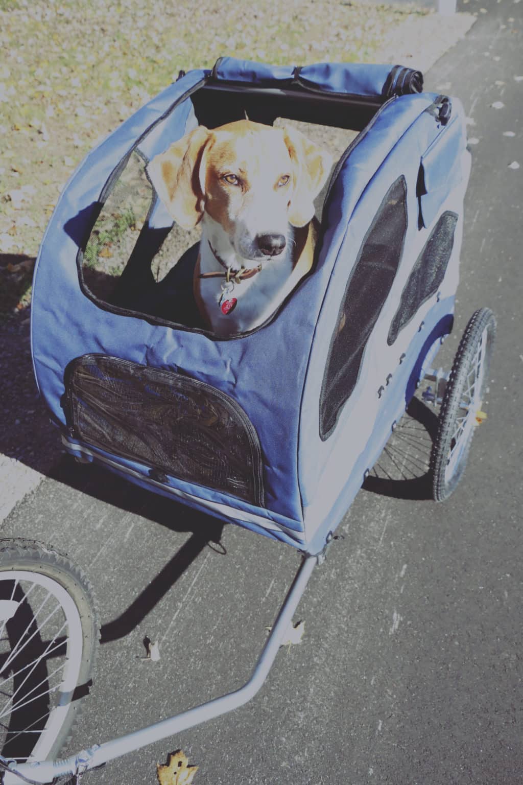 Houndabout discount dog trailer